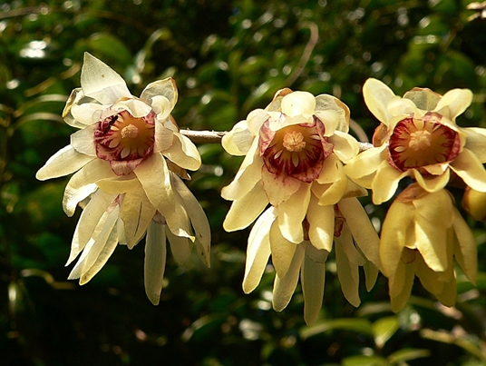 {Chimonanthus praecox}